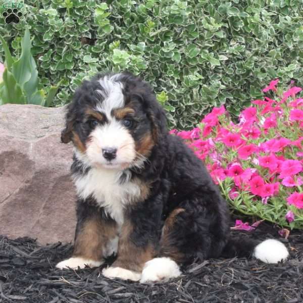 Boater, Bernedoodle Puppy